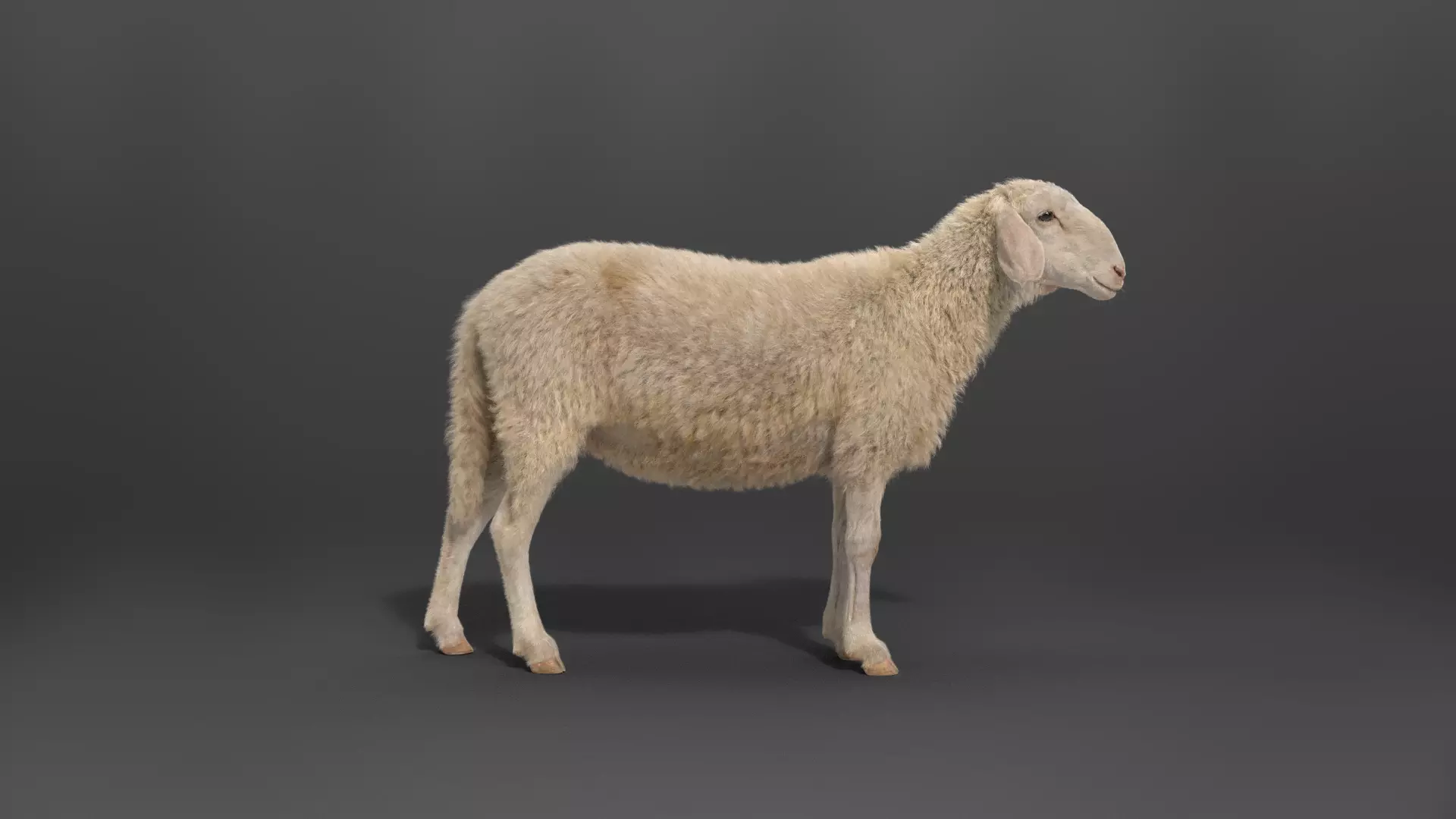 Assaf Sheep03 With 4 Animations VFX Grace  3D model_0