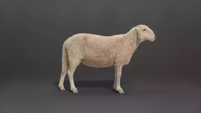 Assaf Sheep03 With 4 Animations VFX Grace  3D model