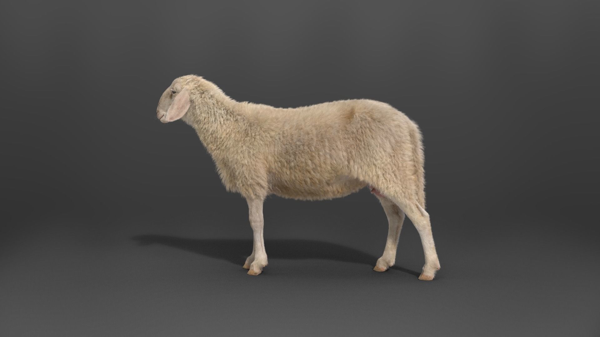 Assaf Sheep03 With 4 Animations VFX Grace  3D model_10