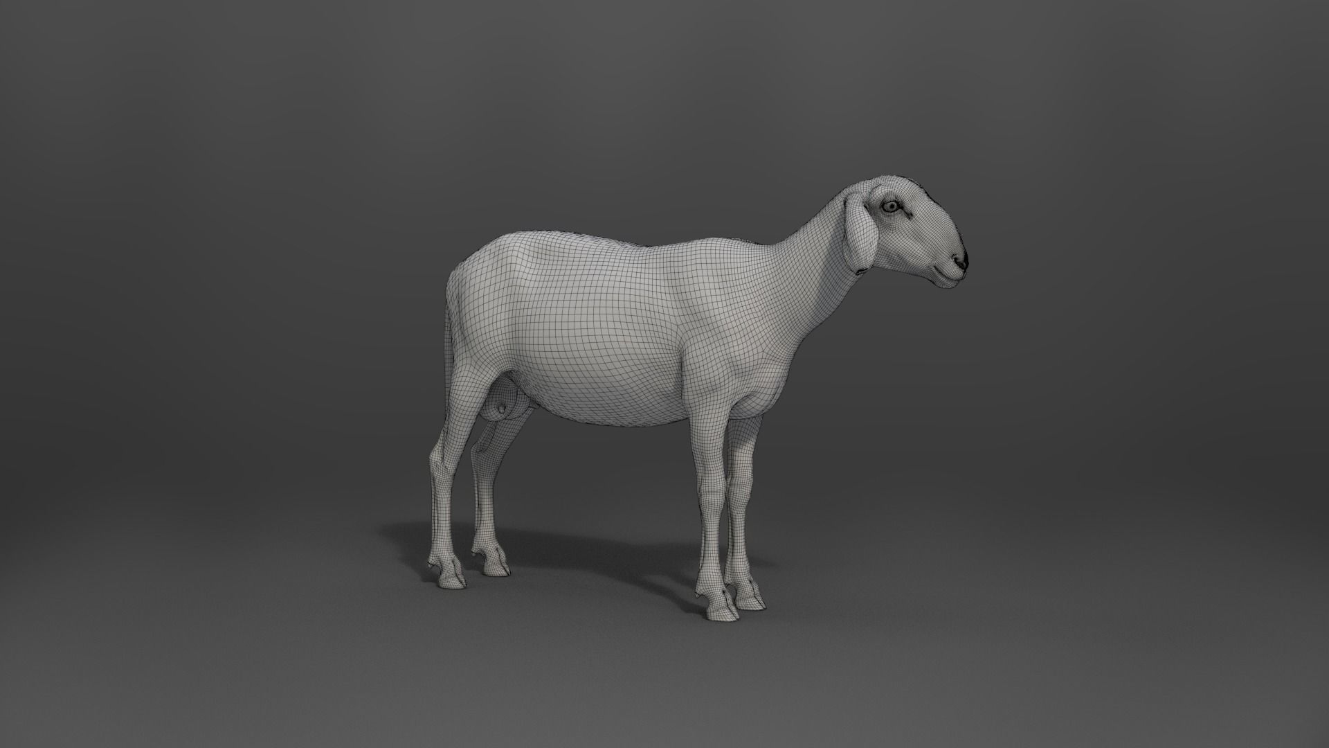 Assaf Sheep03 With 4 Animations VFX Grace  3D model_25
