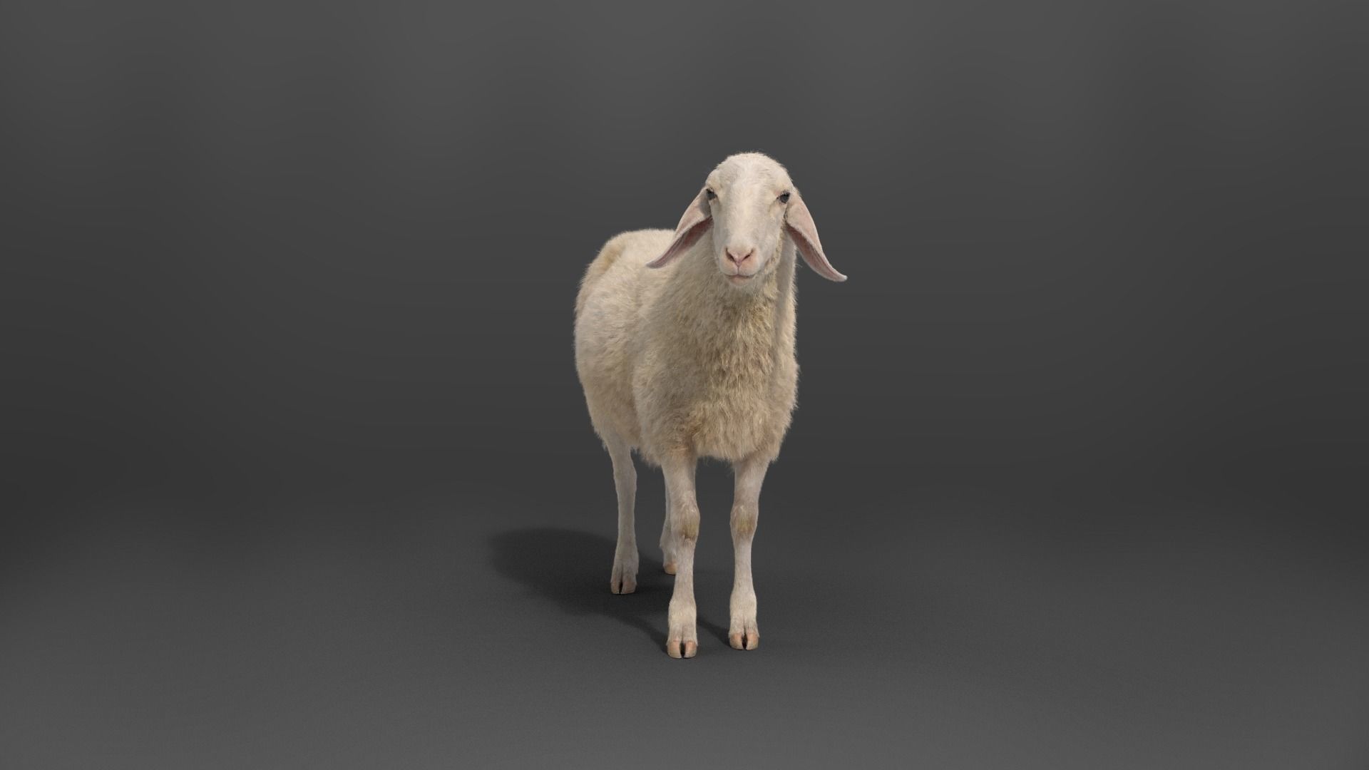 Assaf Sheep03 With 4 Animations VFX Grace  3D model_6