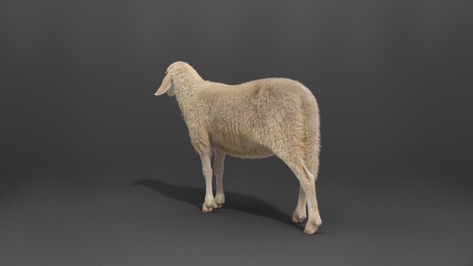 Assaf Sheep03 With 4 Animations VFX Grace  3D model_9