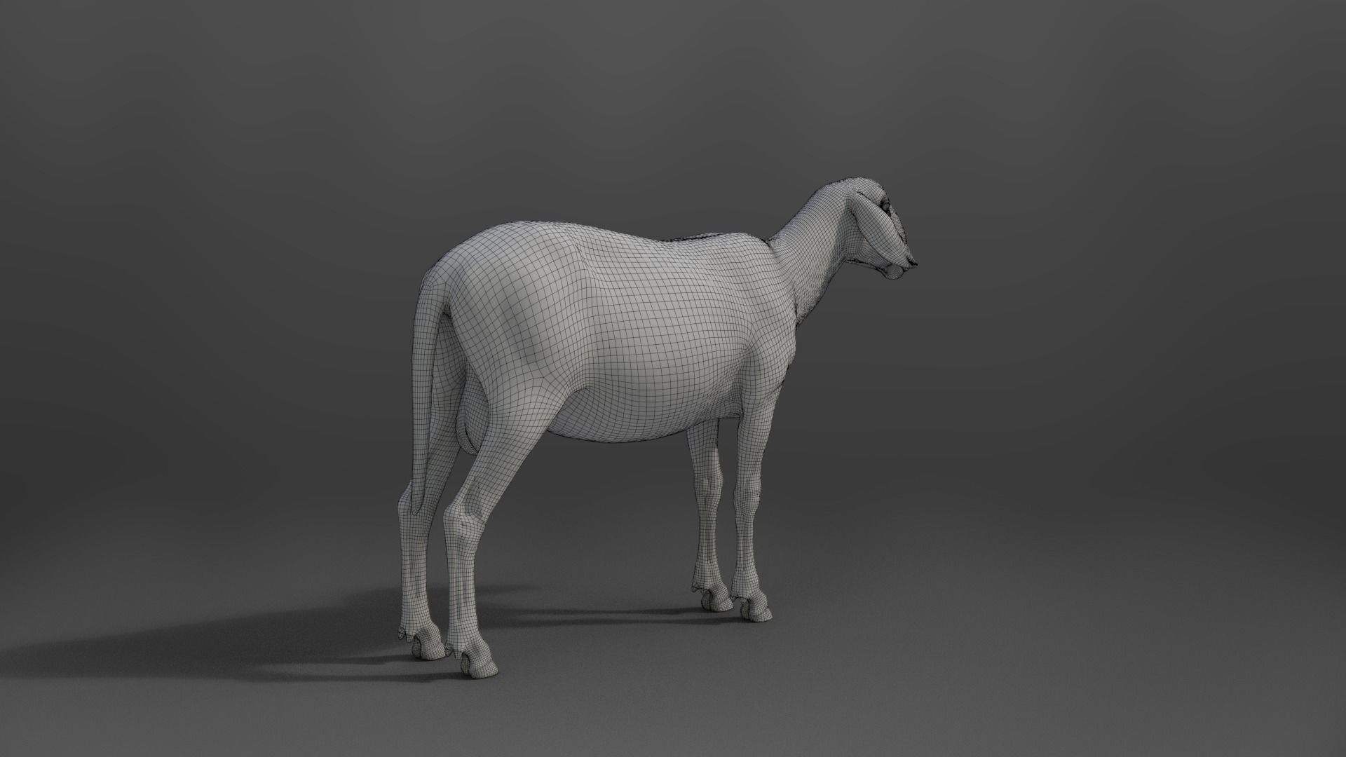 Assaf Sheep03 With 4 Animations VFX Grace  3D model_27