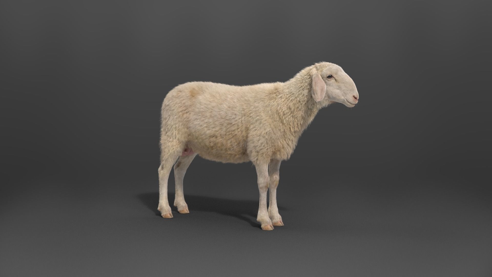 Assaf Sheep03 With 4 Animations VFX Grace  3D model_11