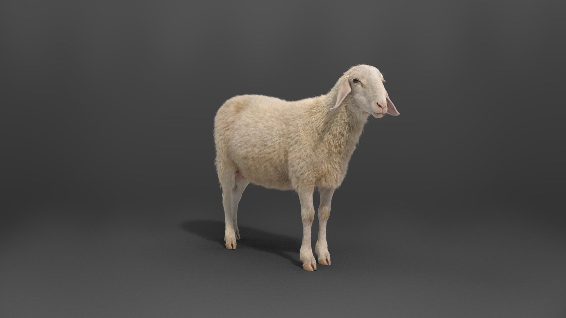 Assaf Sheep03 With 1 Animation VFX Grace 3D model_3