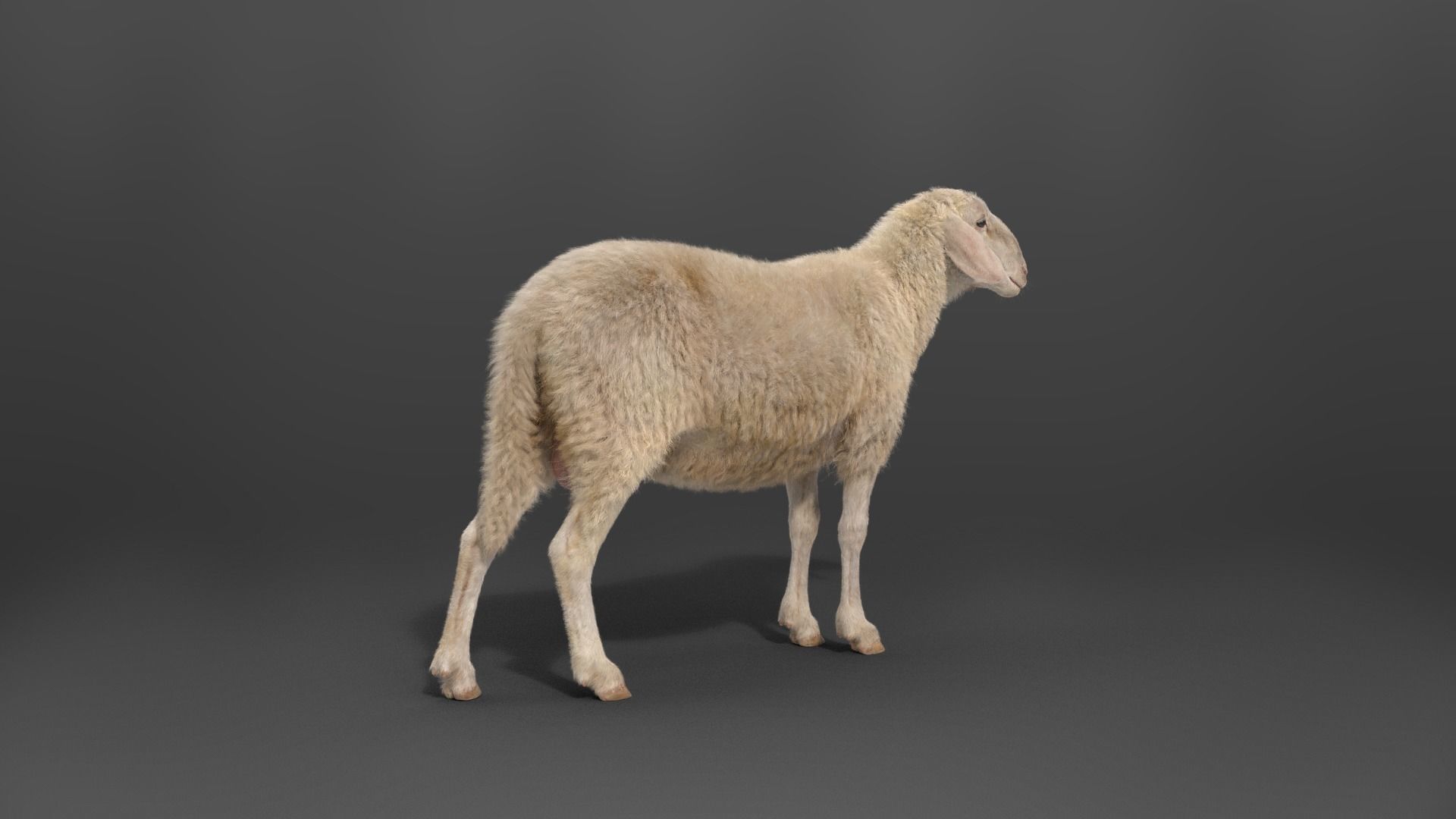 Assaf Sheep03 With 1 Animation VFX Grace 3D model_5