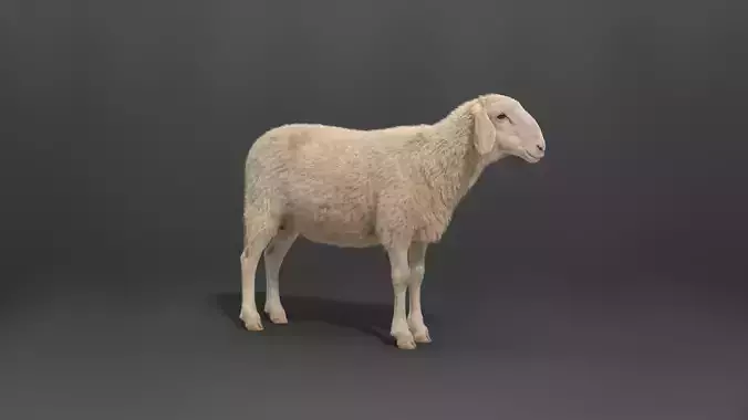 Assaf Sheep03 With 1 Animation VFX Grace 3D model