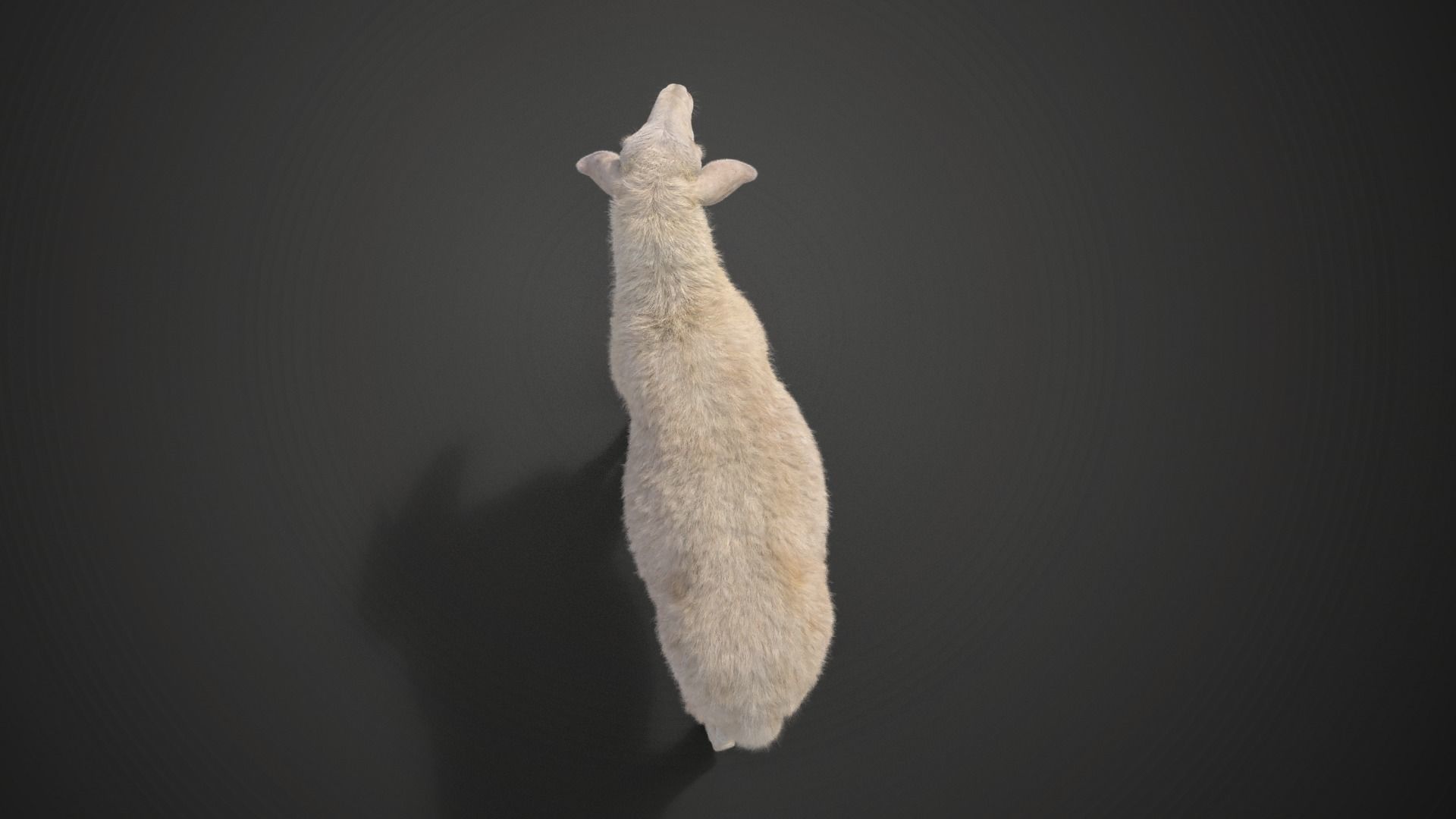 Assaf Sheep03 With 1 Animation VFX Grace 3D model_8