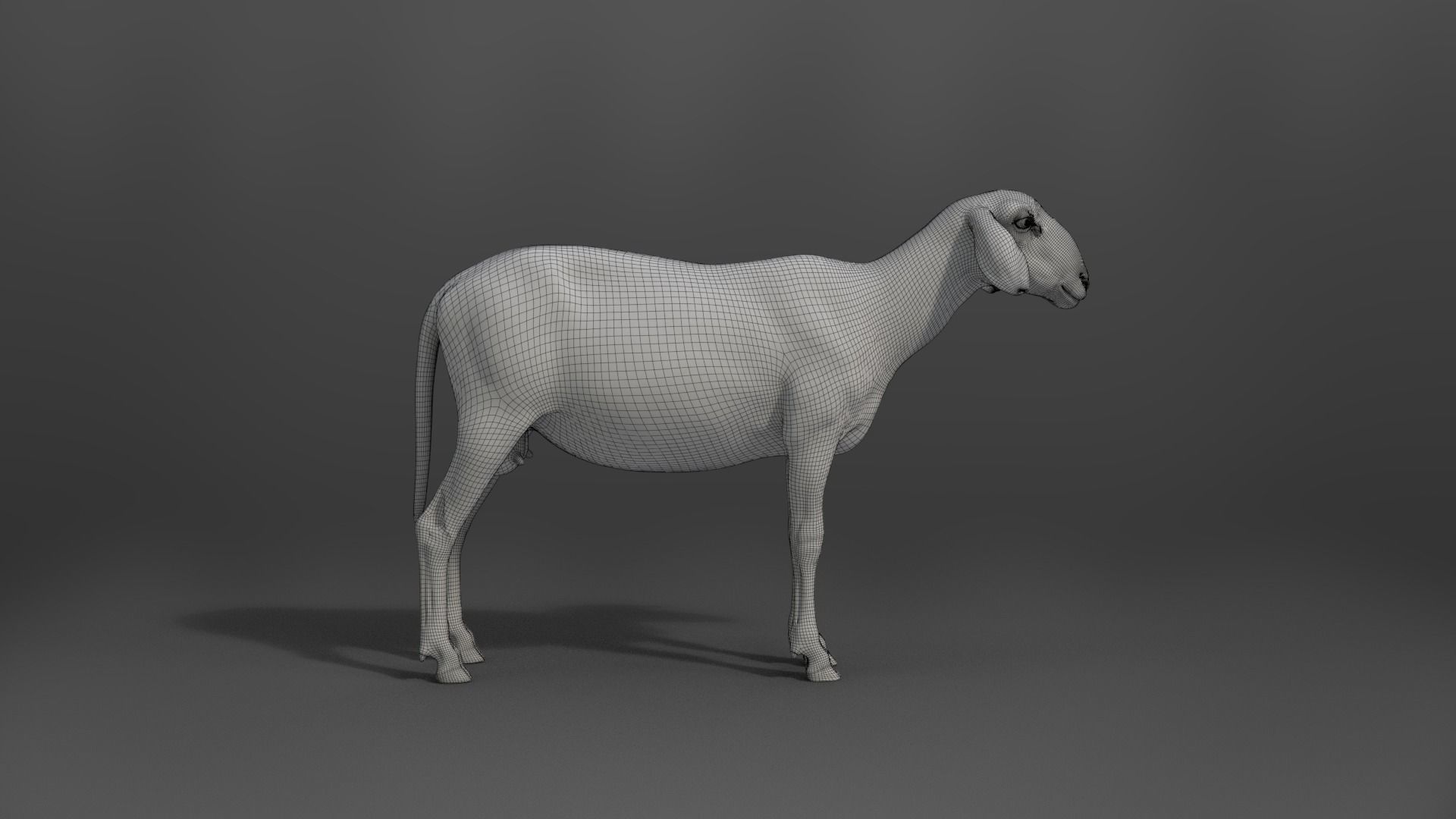 Assaf Sheep03 With 1 Animation VFX Grace 3D model_22