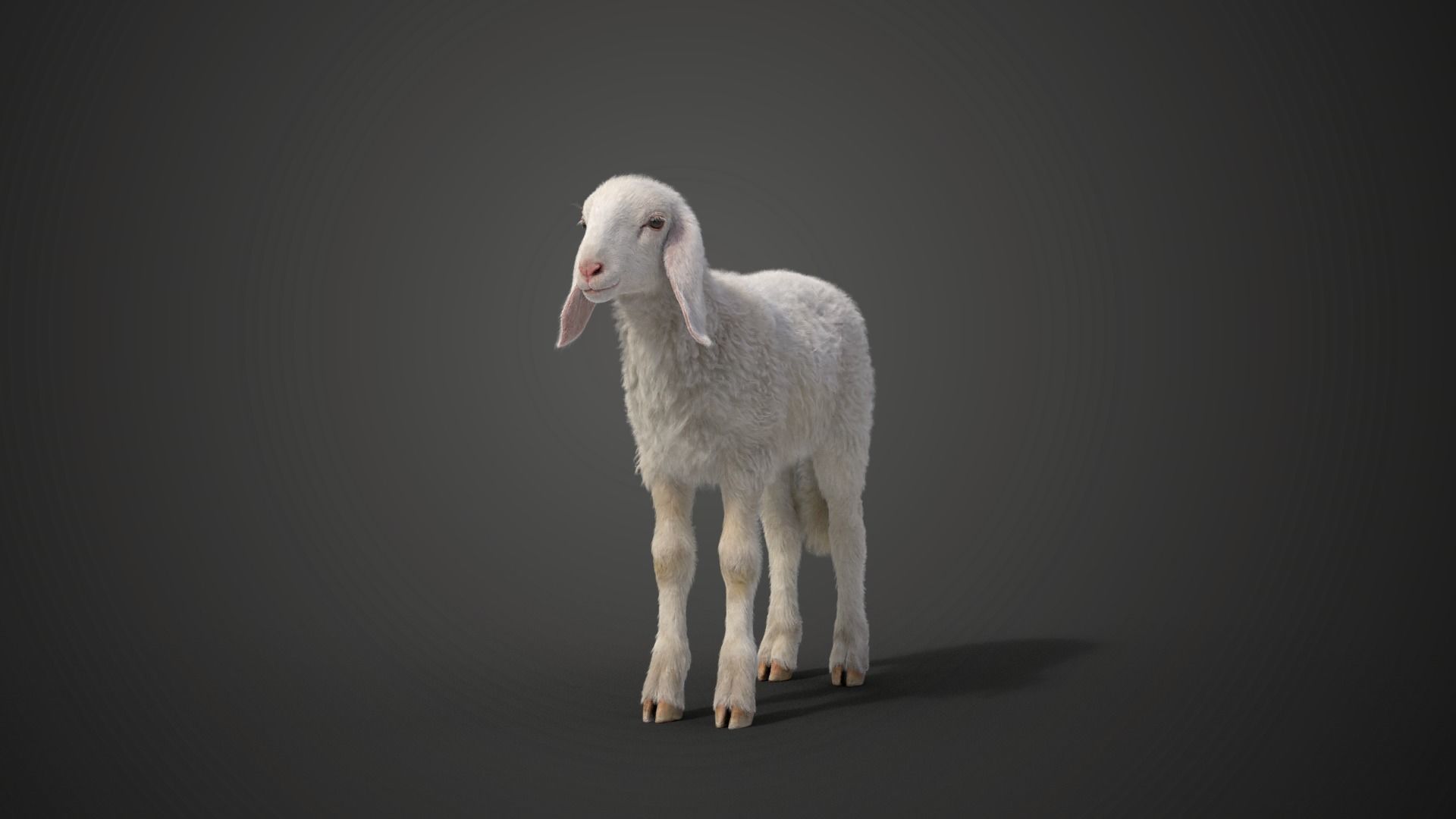 Young Assaf Sheep With 1 Animation  VFX Grace 3D model_8