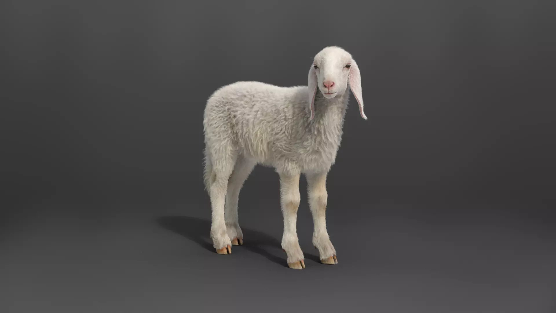 Young Assaf Sheep With 1 Animation  VFX Grace 3D model_0