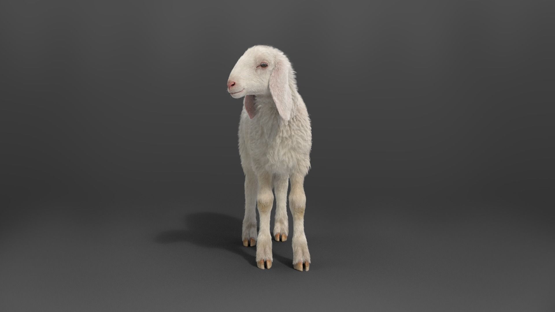 Young Assaf Sheep With 1 Animation  VFX Grace 3D model_3