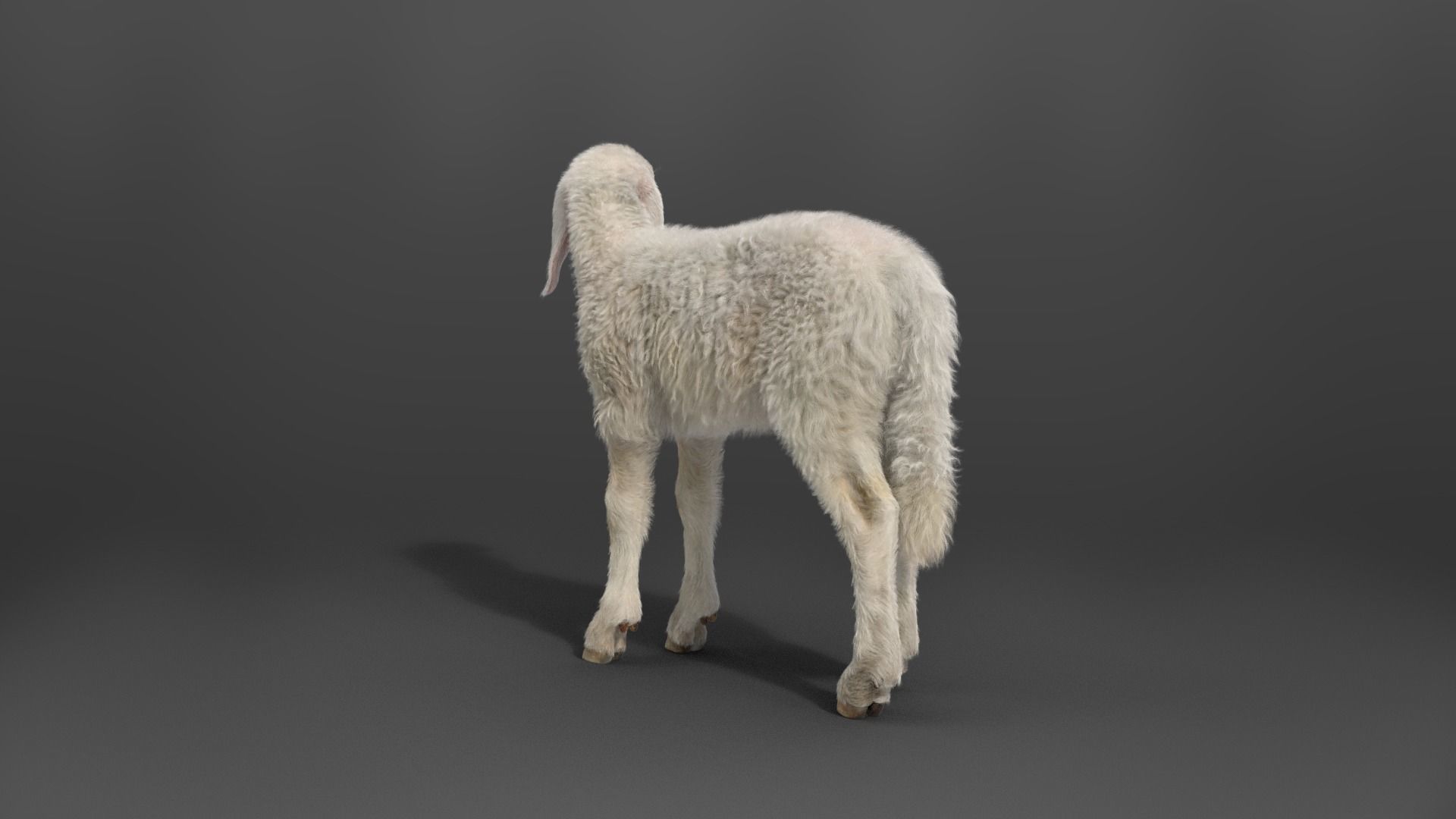 Young Assaf Sheep With 1 Animation  VFX Grace 3D model_6