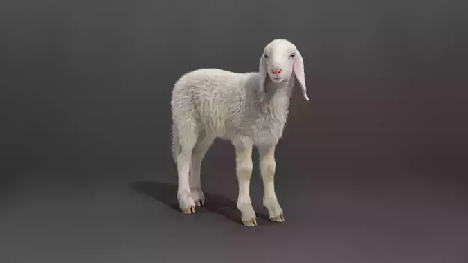 Young Assaf Sheep With 5 Animations VFX Grace 3D model
