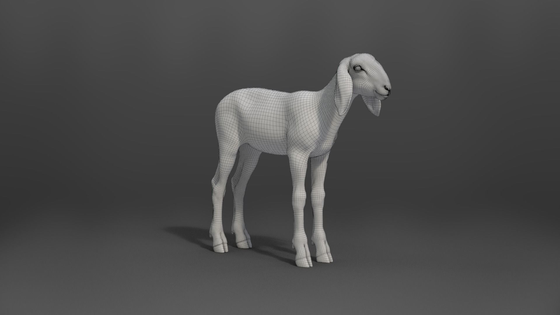 Young Assaf Sheep With 5 Animations VFX Grace 3D model_22