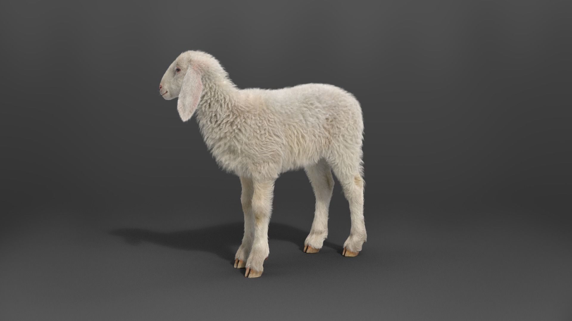 Young Assaf Sheep With 5 Animations VFX Grace 3D model_10