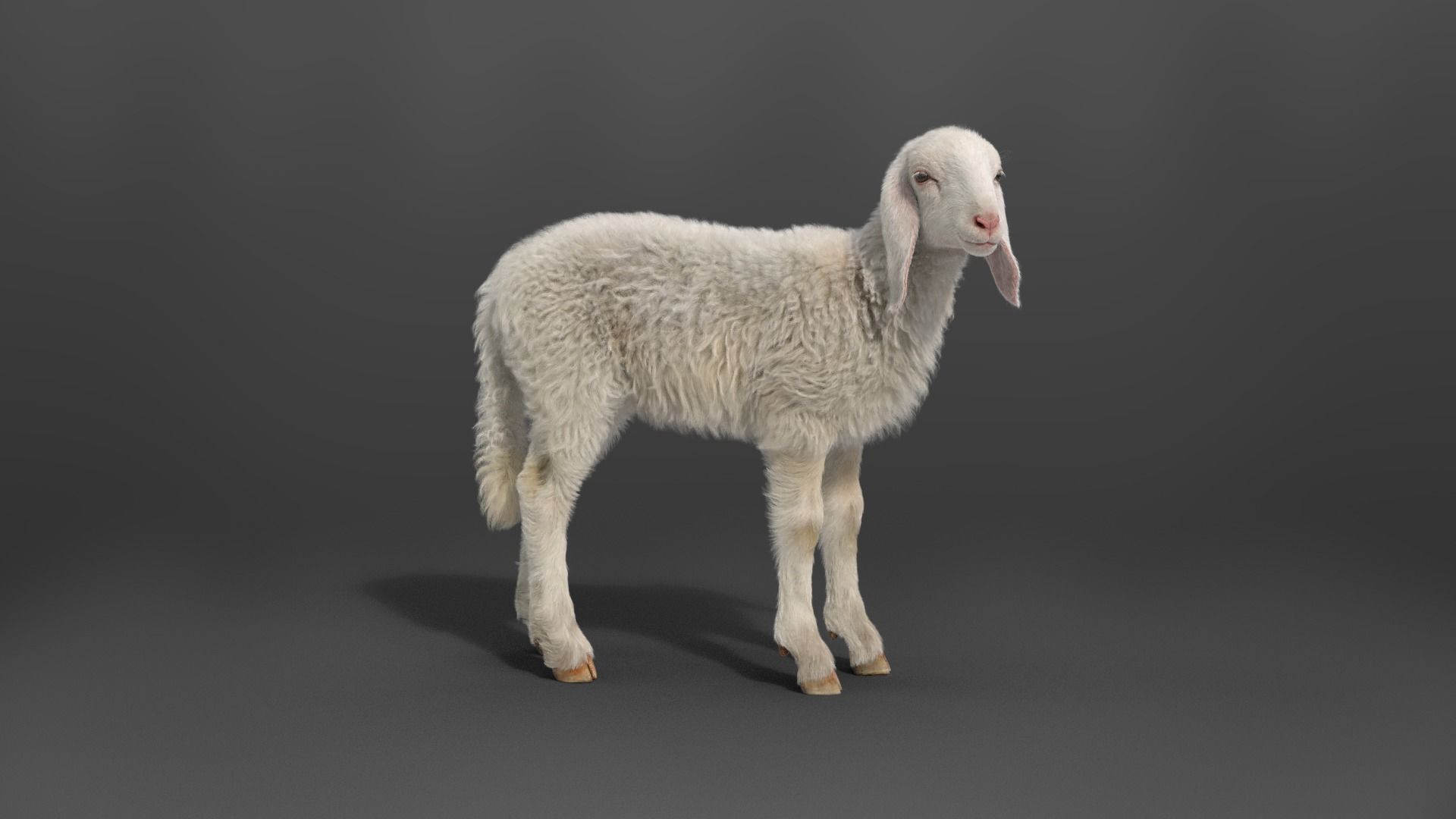 Young Assaf Sheep With 5 Animations VFX Grace 3D model_7