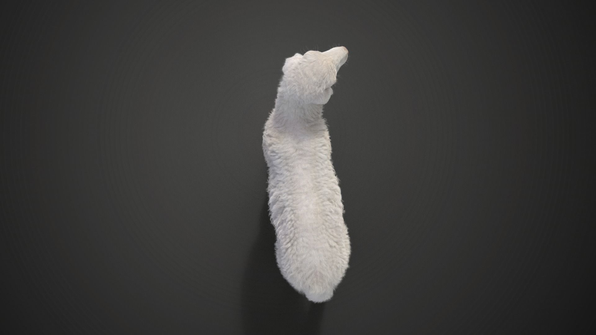 Young Assaf Sheep With 5 Animations VFX Grace 3D model_12