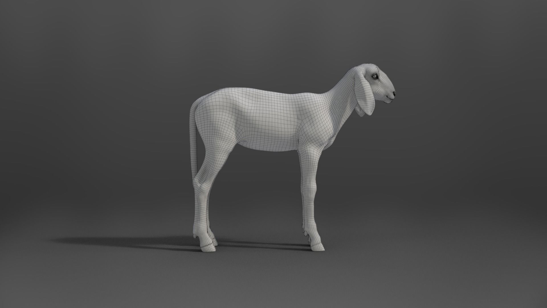 Young Assaf Sheep With 5 Animations VFX Grace 3D model_24