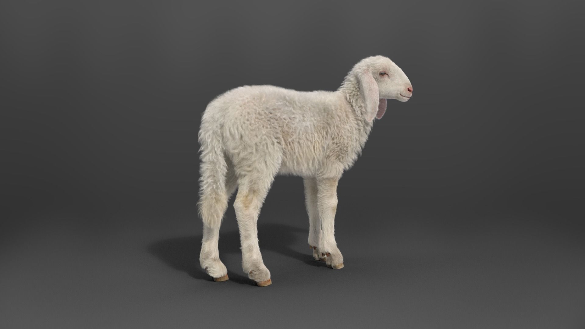Young Assaf Sheep With 5 Animations VFX Grace 3D model_9