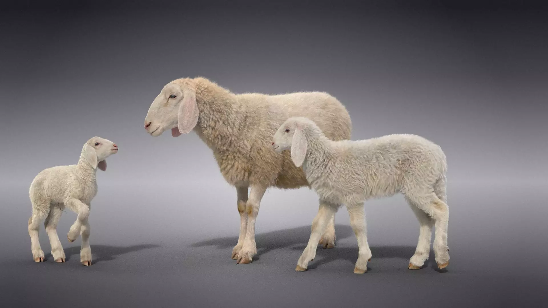 Assaf Sheep Family Animated VFX Grace  3D Model Collection_0