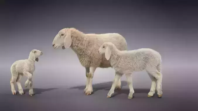 Assaf Sheep Family Animated VFX Grace  3D Model Collection