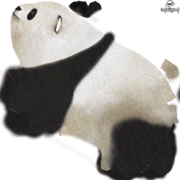 Panda bear Low-poly 3D model_8
