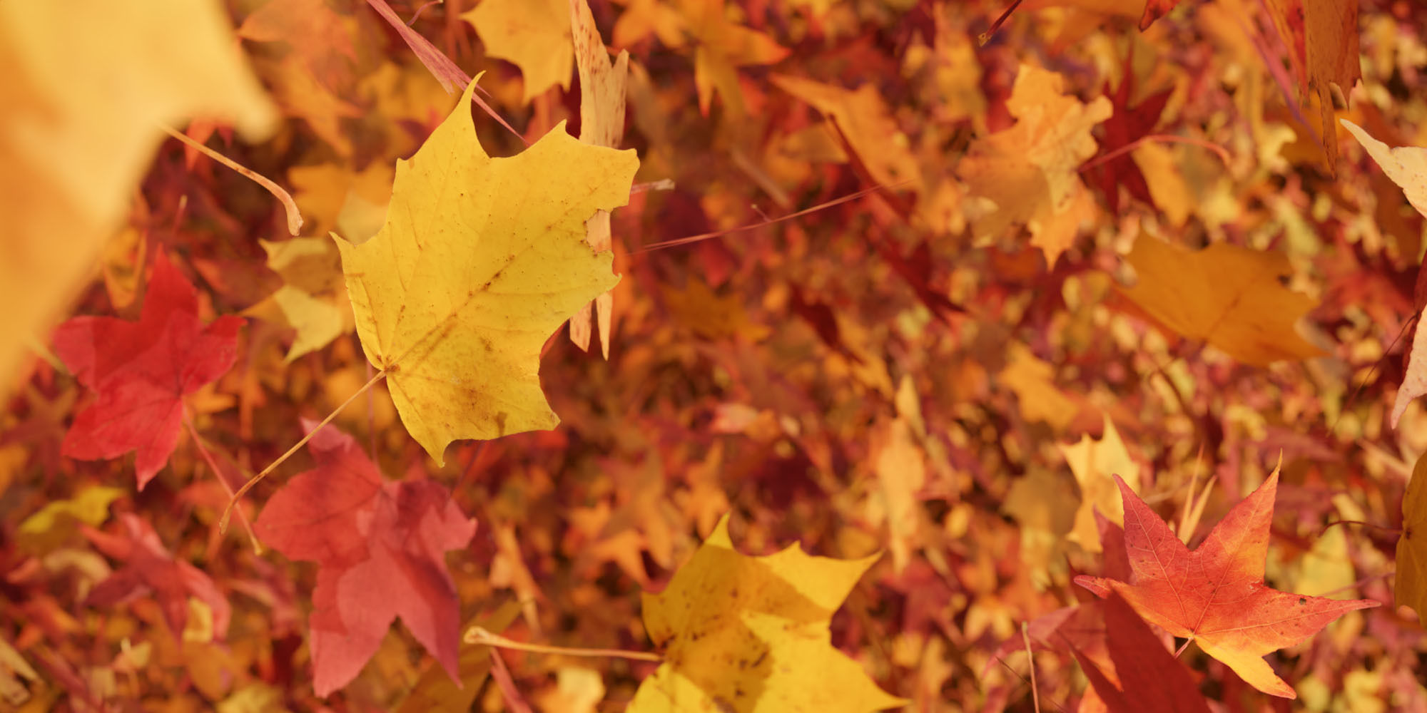 3D Autumn Photoreal Low-poly 3D model_4