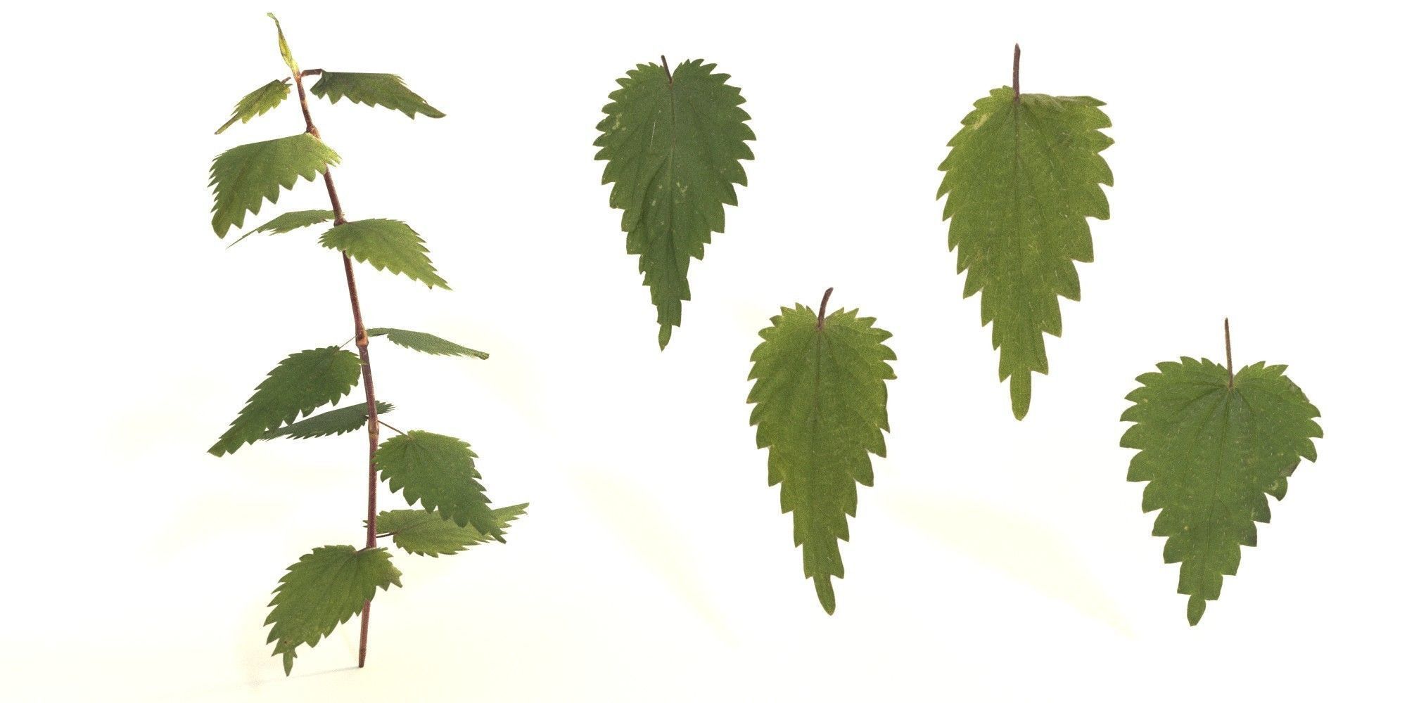 Stinging Nettle Photoreal and Game Ready Low-poly 3D model_3