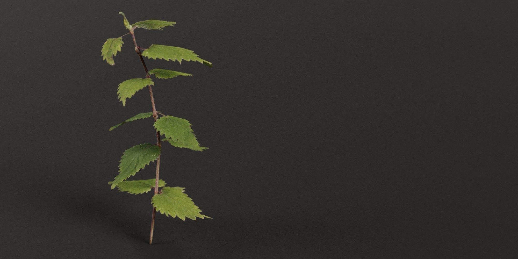 Stinging Nettle Photoreal and Game Ready Low-poly 3D model_5