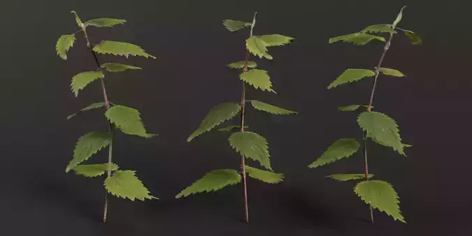 Stinging Nettle Photoreal and Game Ready Low-poly 3D model