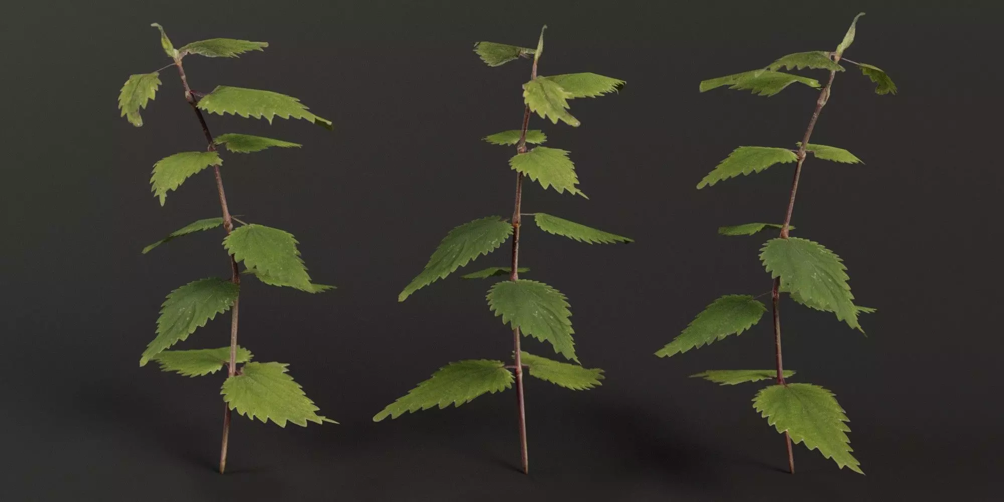Stinging Nettle Photoreal and Game Ready Low-poly 3D model_0
