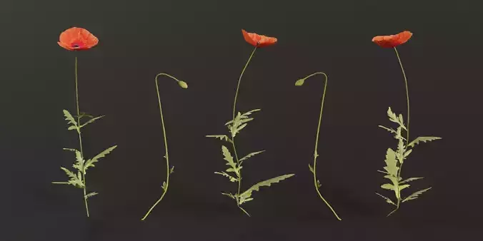 Common Poppy Low Poly