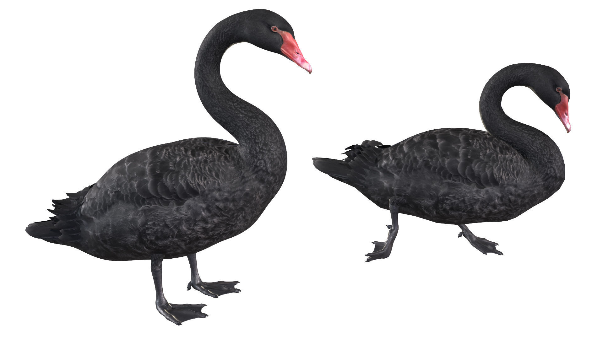 Waterfowl Collection two swans 3D model_16
