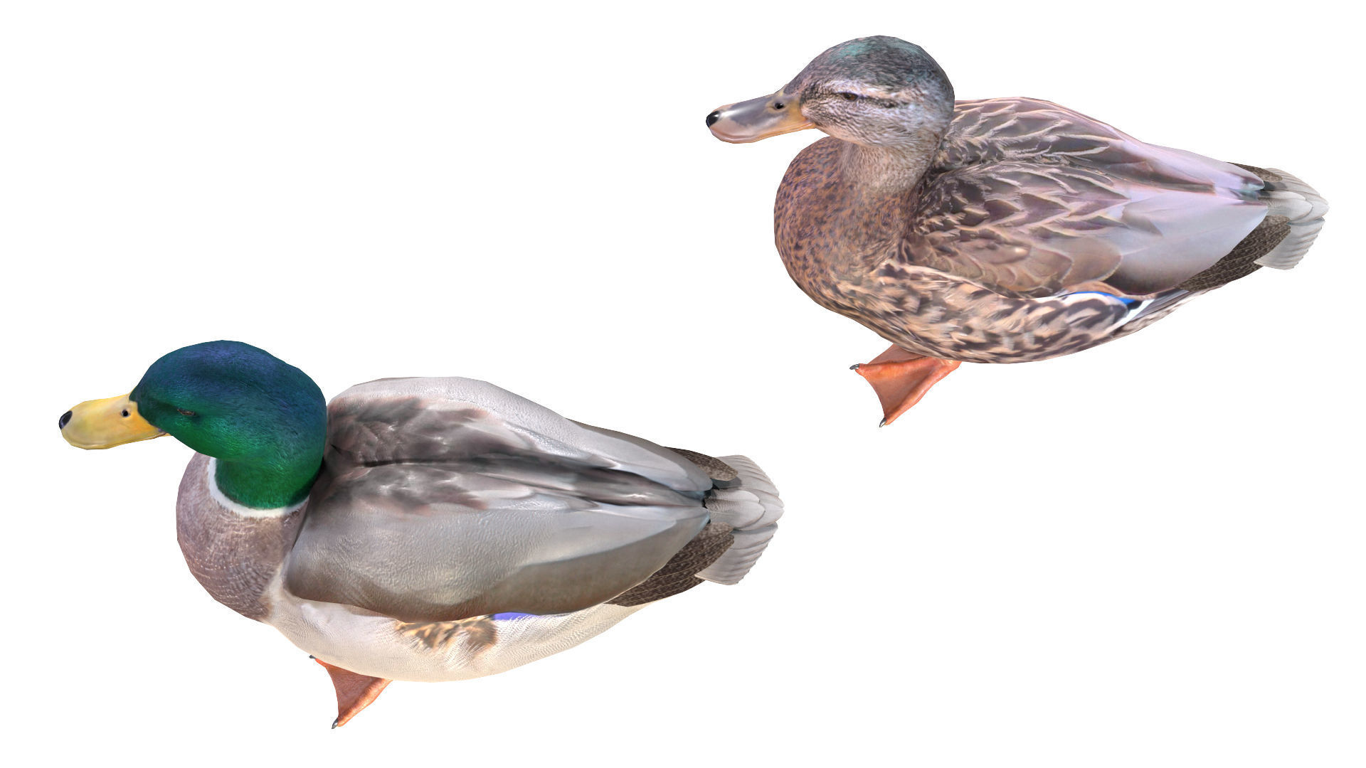 Waterfowl Collection two swans 3D model_36