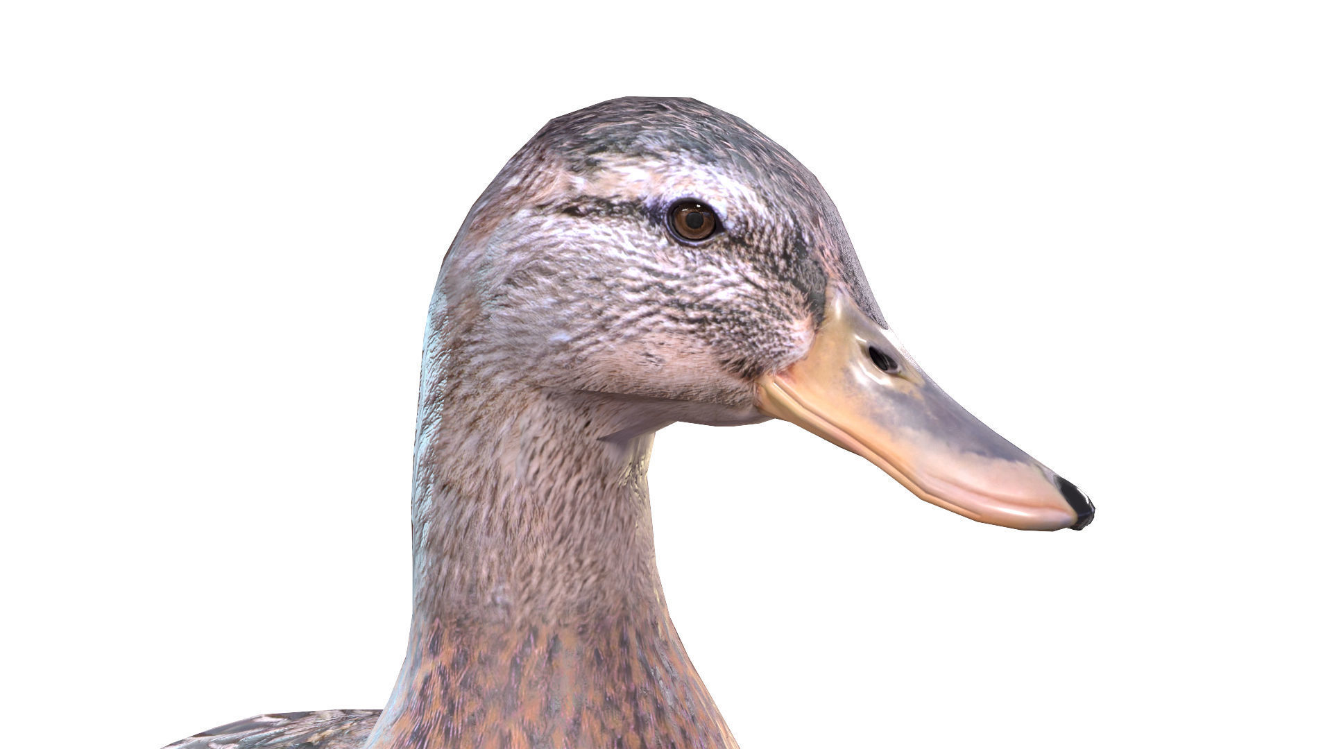 Waterfowl Collection two swans 3D model_33