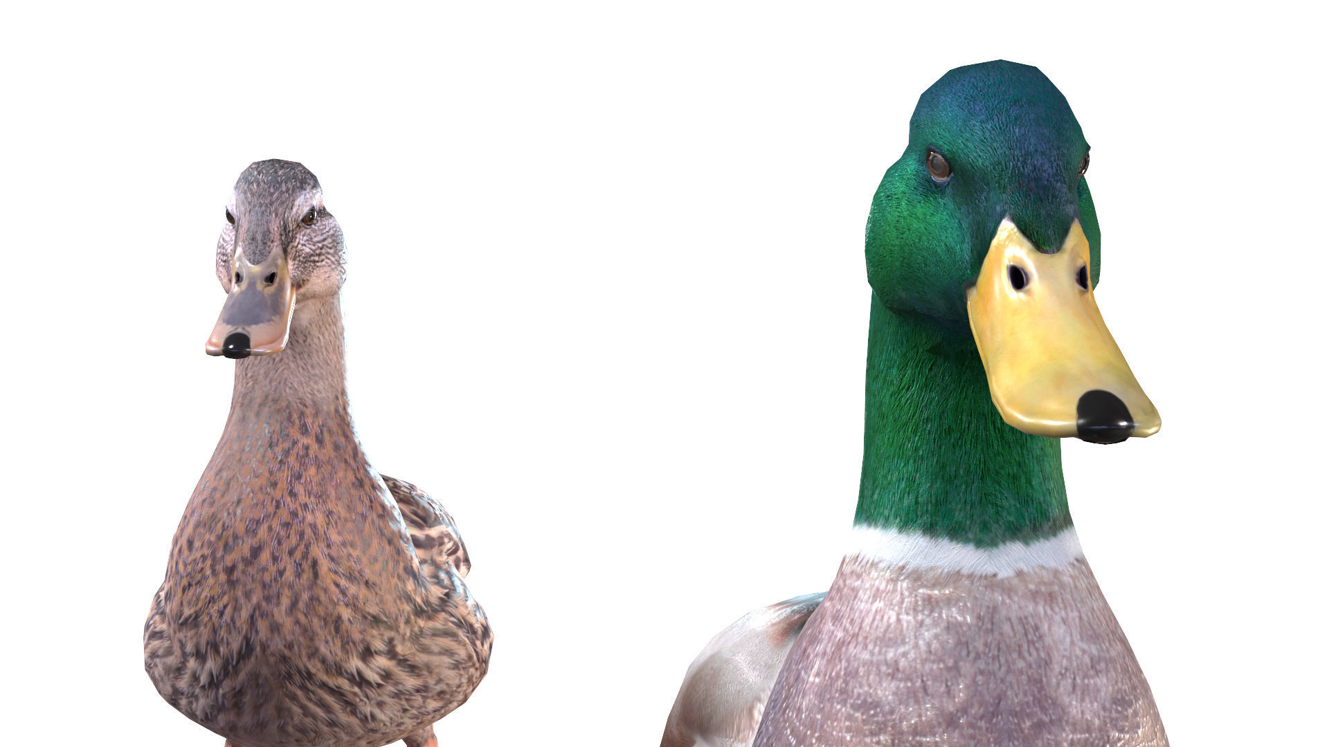 Waterfowl Collection two swans 3D model_37