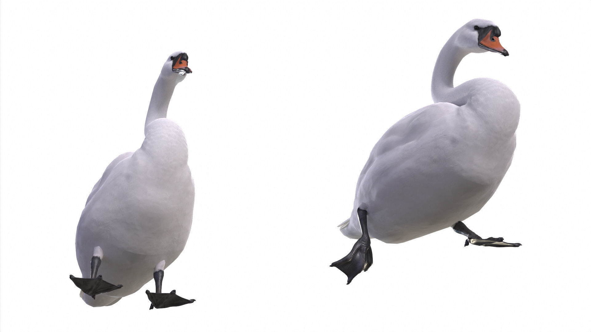 Waterfowl Collection two swans 3D model_7