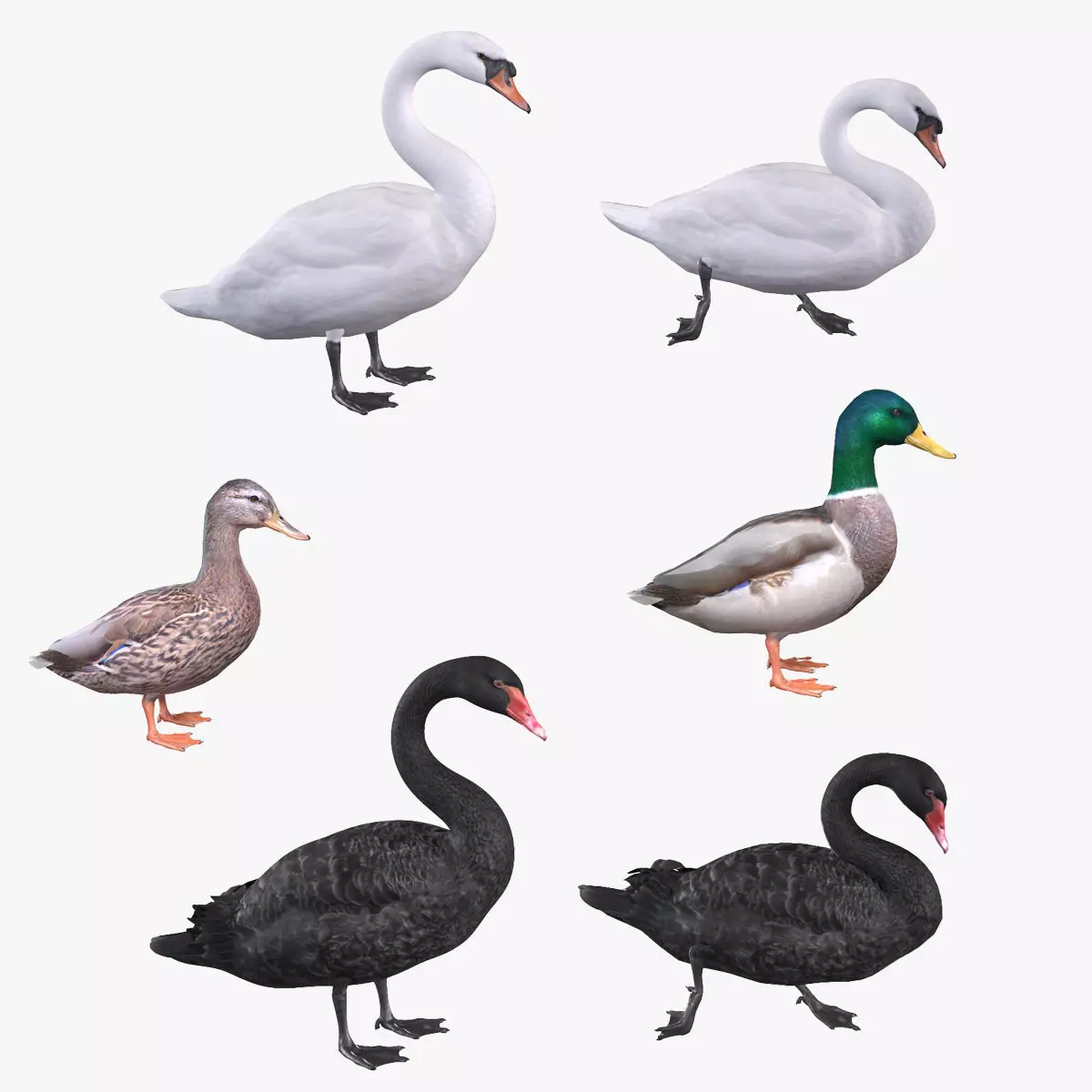 Waterfowl Collection two swans 3D model_0
