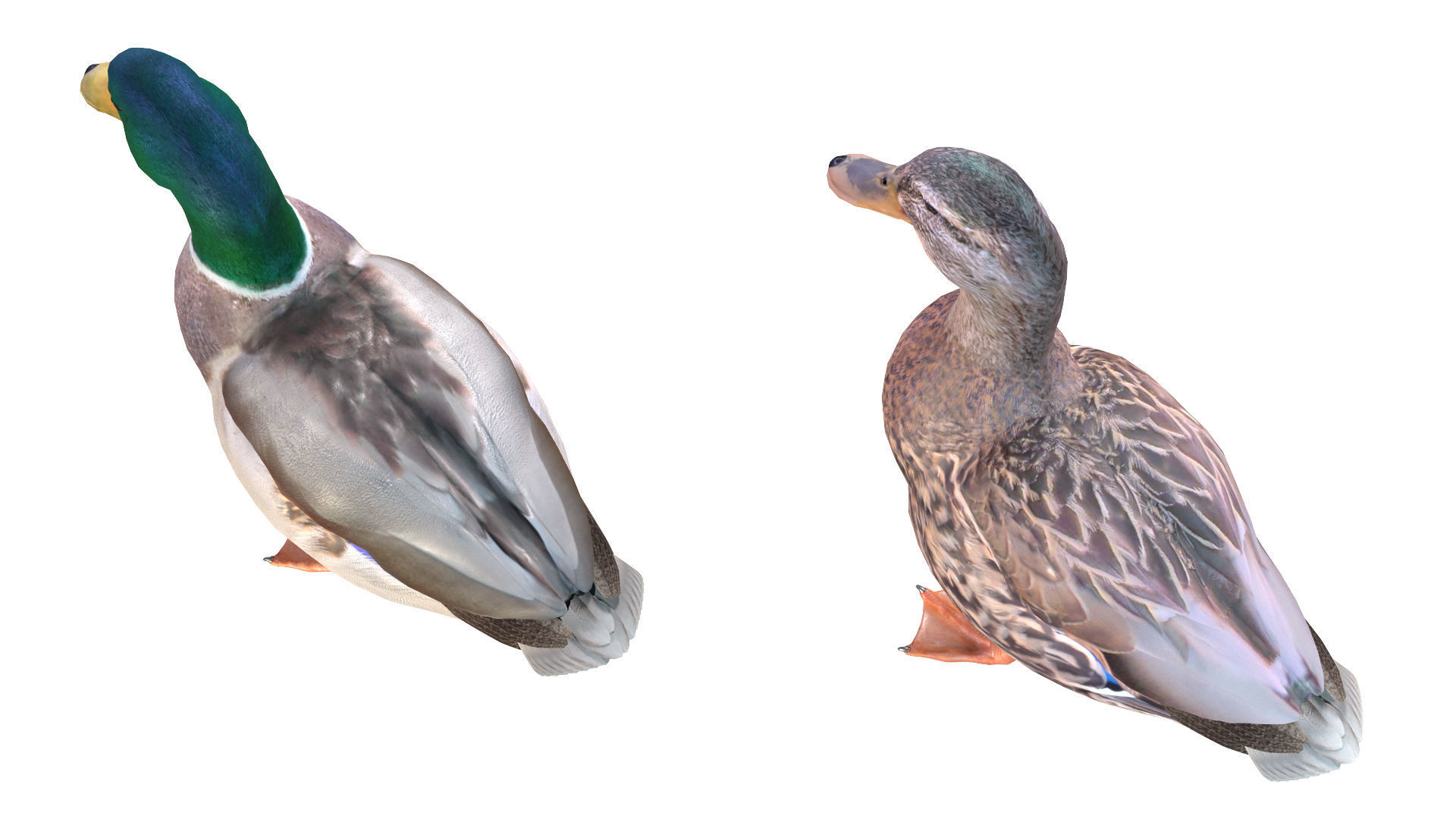 Waterfowl Collection two swans 3D model_30
