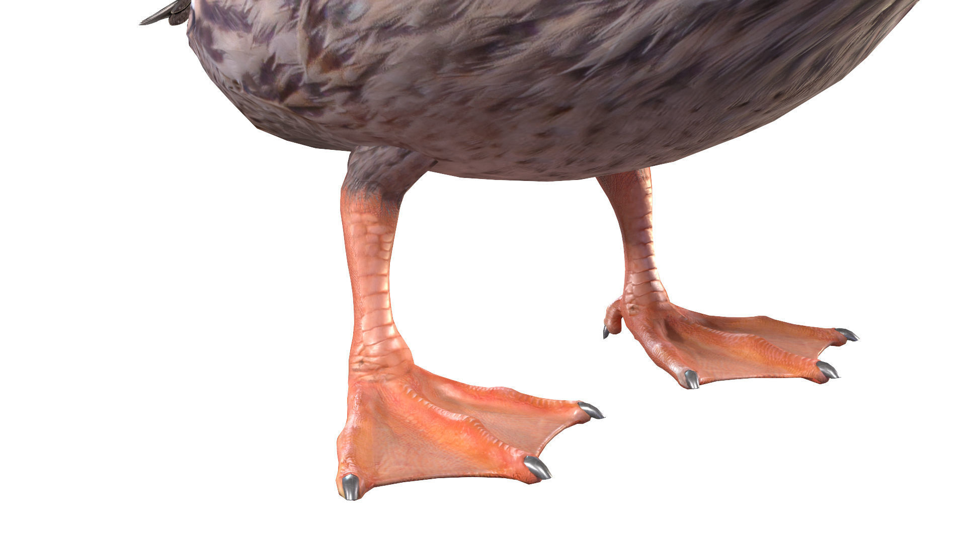 Waterfowl Collection two swans 3D model_38