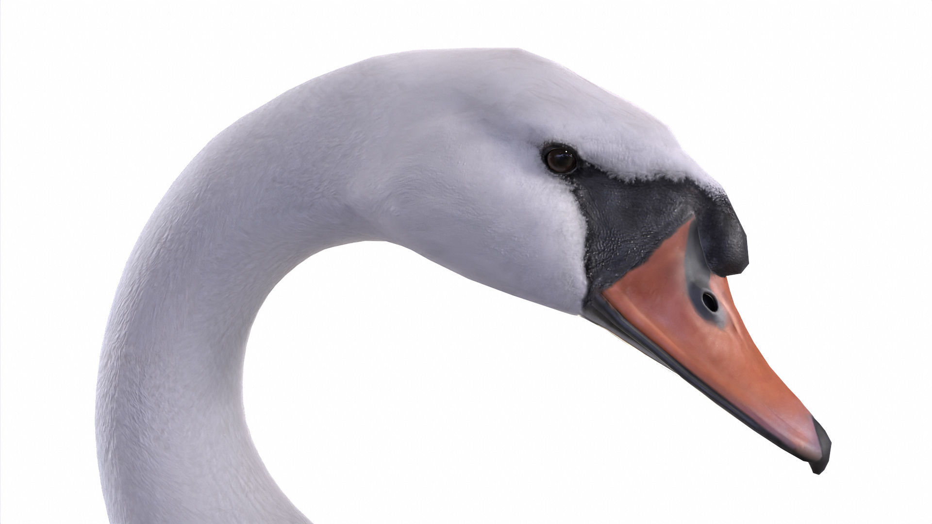 Waterfowl Collection two swans 3D model_6