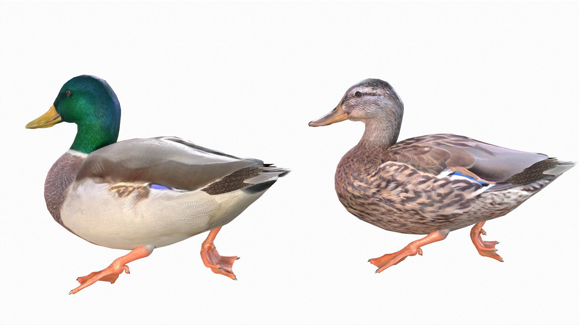 Waterfowl Collection two swans 3D model_34