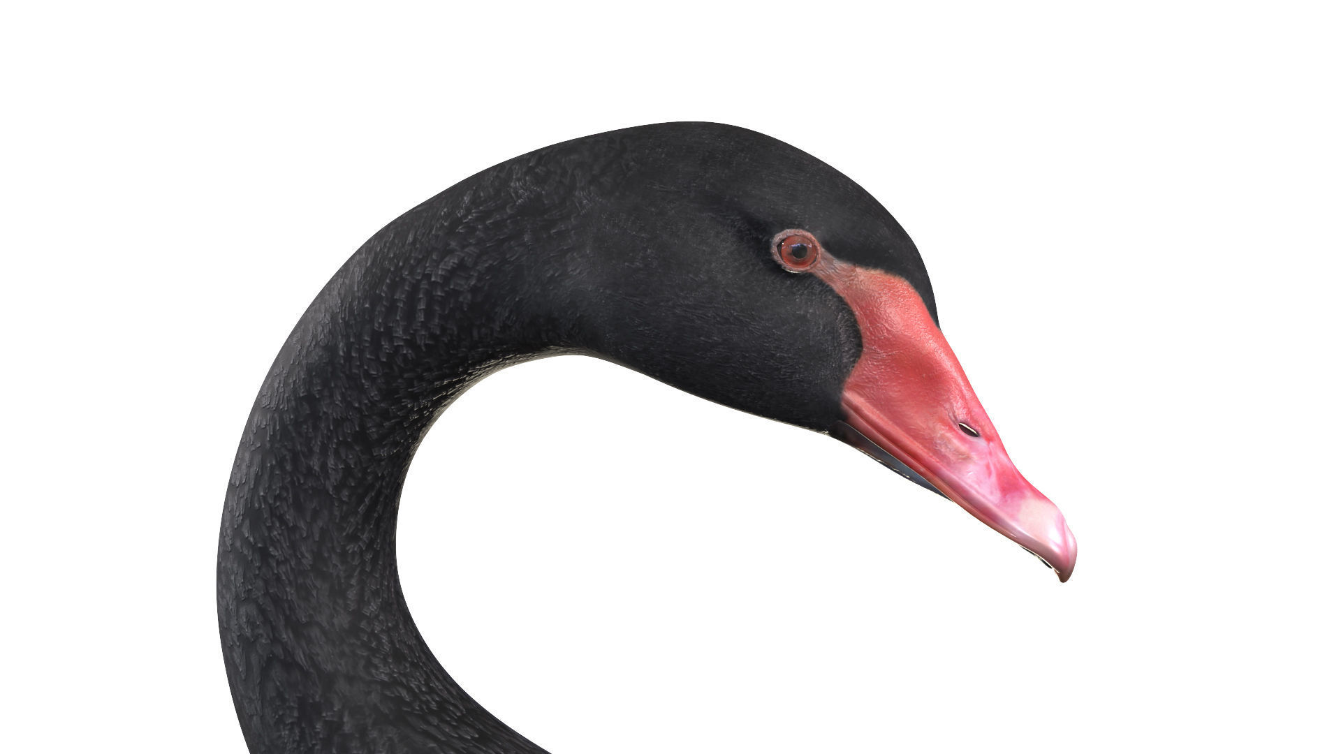 Waterfowl Collection two swans 3D model_20