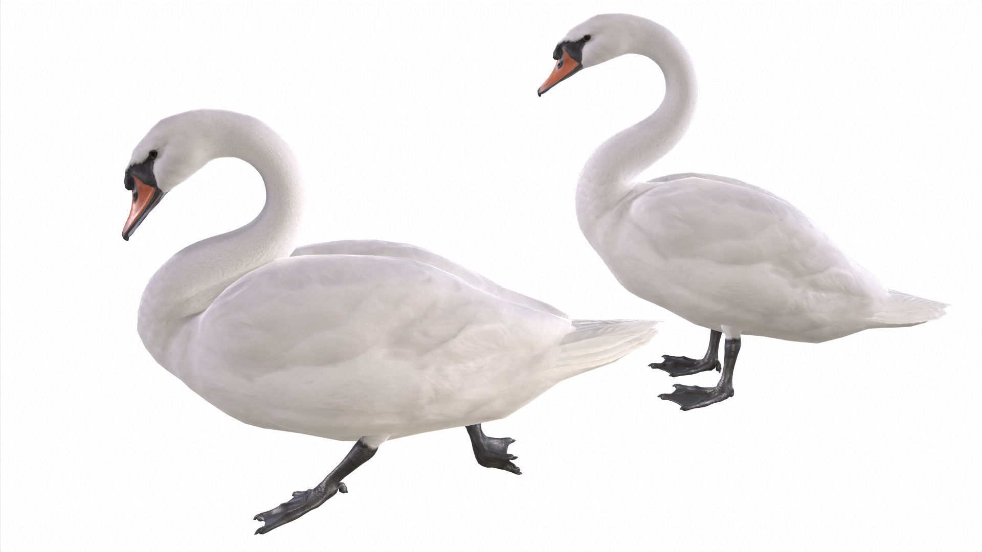 Waterfowl Collection two swans 3D model_5