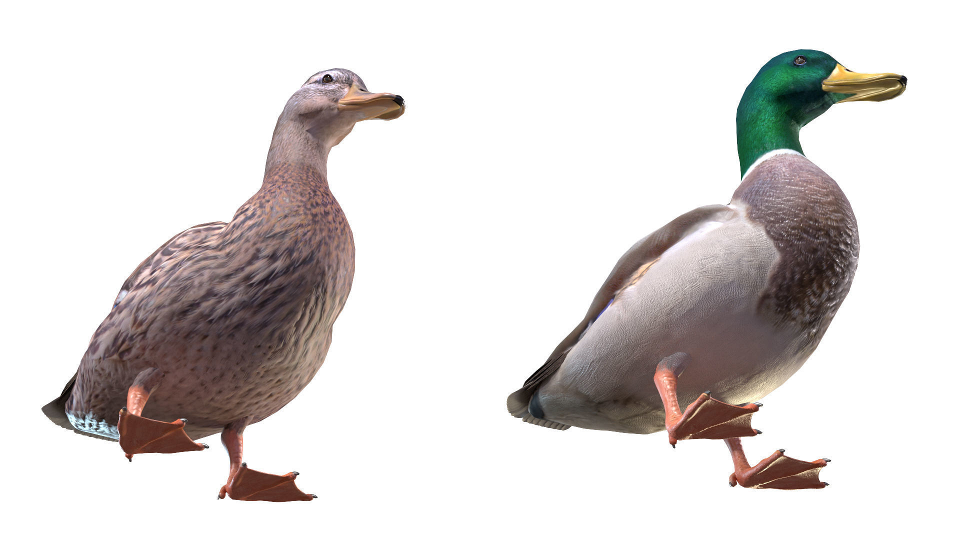 Waterfowl Collection two swans 3D model_31