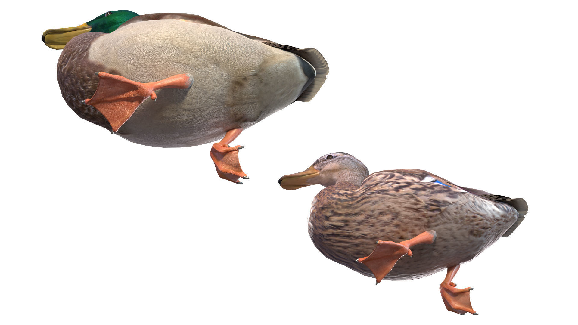 Waterfowl Collection two swans 3D model_35