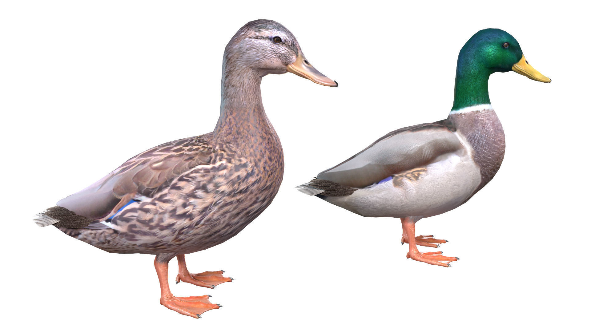 Waterfowl Collection two swans 3D model_28