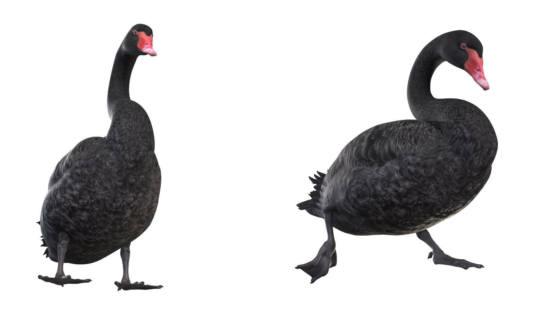 Waterfowl Collection two swans 3D model_18