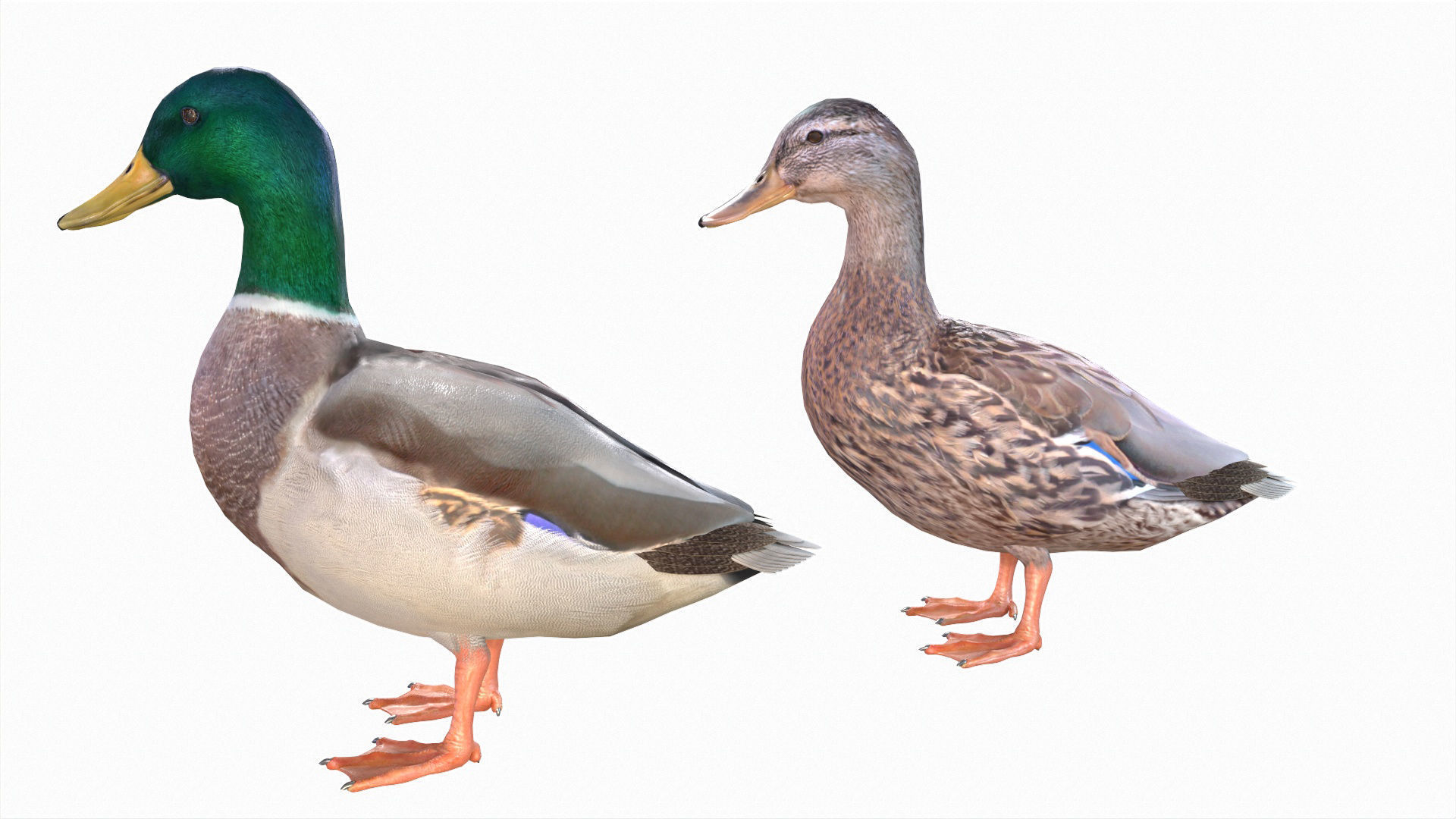 Waterfowl Collection two swans 3D model_29